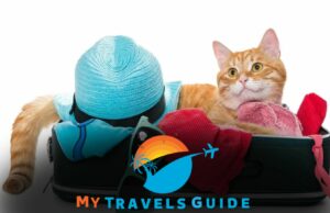 Can You Travel With Cats