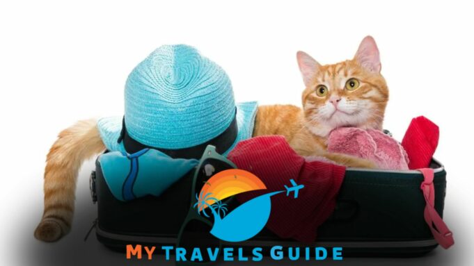 Can You Travel With Cats